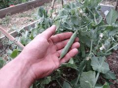 potager 030