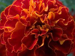 potager 025