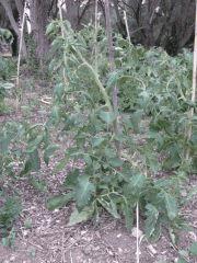 potager 056