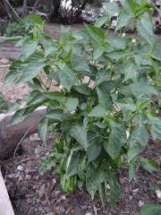 potager 026