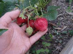 potager 0204