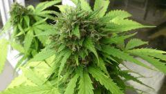 Auto White Berry C+78