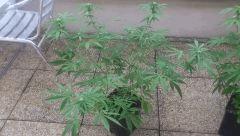 White Berry C+44