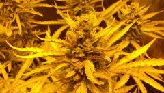 C+61 Critical Cheese