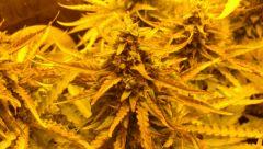 C+61 Critical Mas