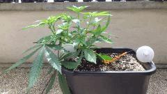 Green Poison F1 Fast C+29