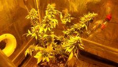 C+76 White Widow DINAFEM