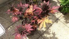 La plus belle Red Poison C+66