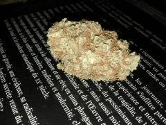 Skunk#1