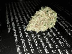 White Widow