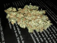 Pure AK x Lemon Kush