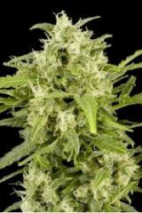 Critical automatic dinafem
