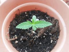 IMG 20130624 190323