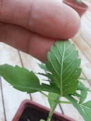 IMG 20130624 190543