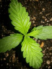 La 3 feuilles