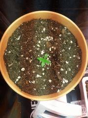 Plante 1