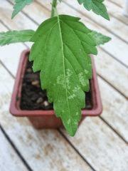 IMG 20130624 190416
