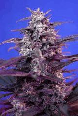 fswabs3 2 product full