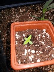 IMG 20140413 075109