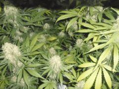 jamaican dream