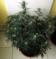 C 99