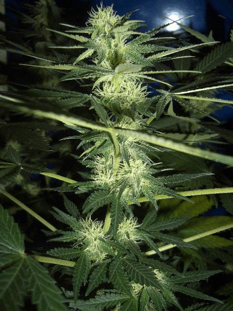 AFGHANNE KUSH