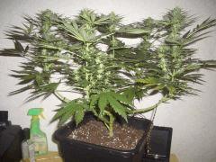 CRO+45,FLO+30,PISTILS+21