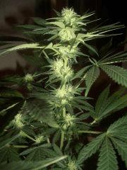 CRO+45, FLO+25, PISTILS +16