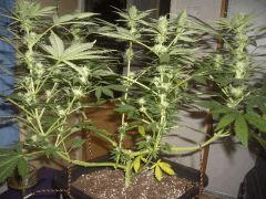CRO+45, FLO+25, PISTILS +16