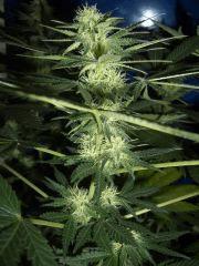 CRO+45,FLO+30,PISTILS+21
