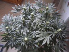 CRO+45,FLO+30,PISTILS+21