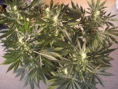 UNE AUTRE CRO+45,FLO+30,PISTILS+21