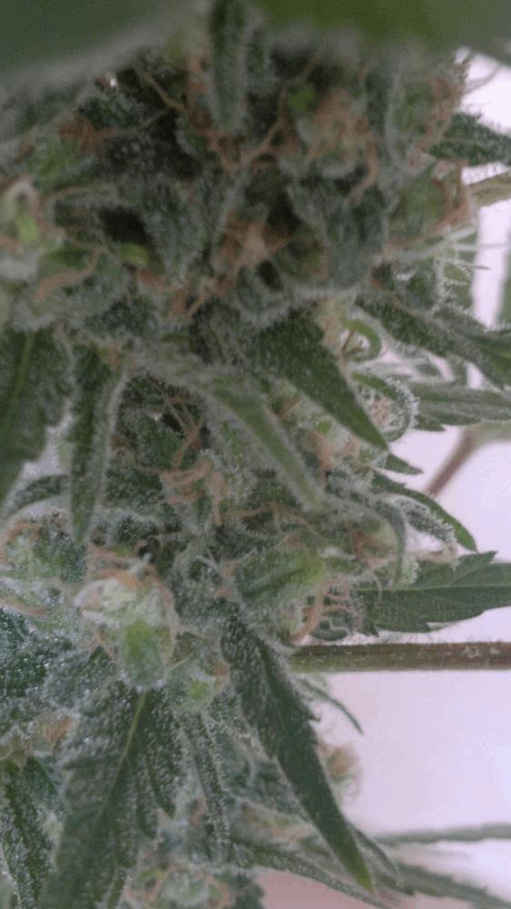 Amnesia haze, xhaze