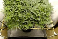 SensiStar F13