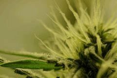 SensiStar F24