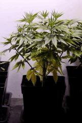 SensiStar C34