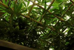 SensiStar F7