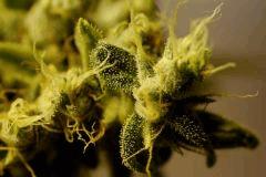 SensiStar F66