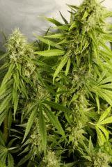 SensiStar F45