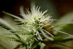 SensiStar F16