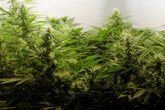 SensiStar F24