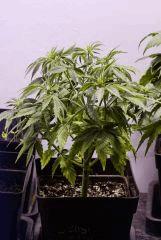 SensiStar