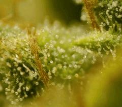 SensiStar F66