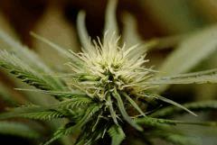 SensiStar F16