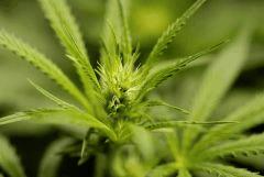 SensiStar F13
