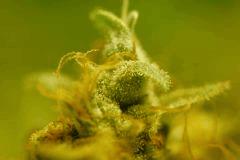 SensiStar F57