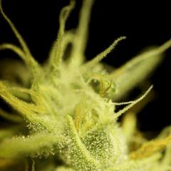 SensiStar F54