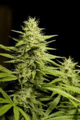 SensiStar f35