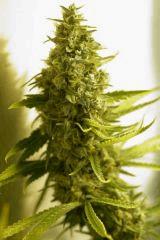 SensiStar F57