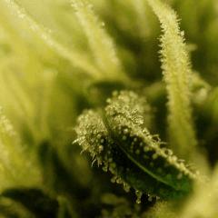 SensiStar F24